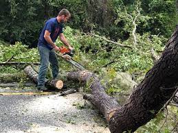 Best Root Management and Removal  in Jones Valley, CA