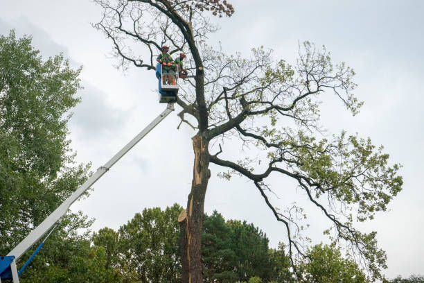 Best Tree Removal  in Jones Valley, CA