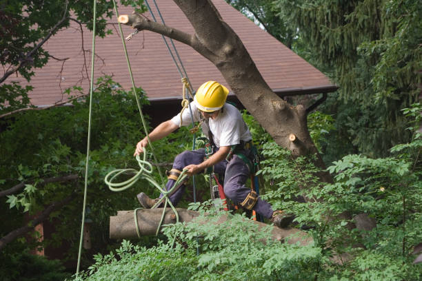 Best Tree Preservation Services  in Jones Valley, CA